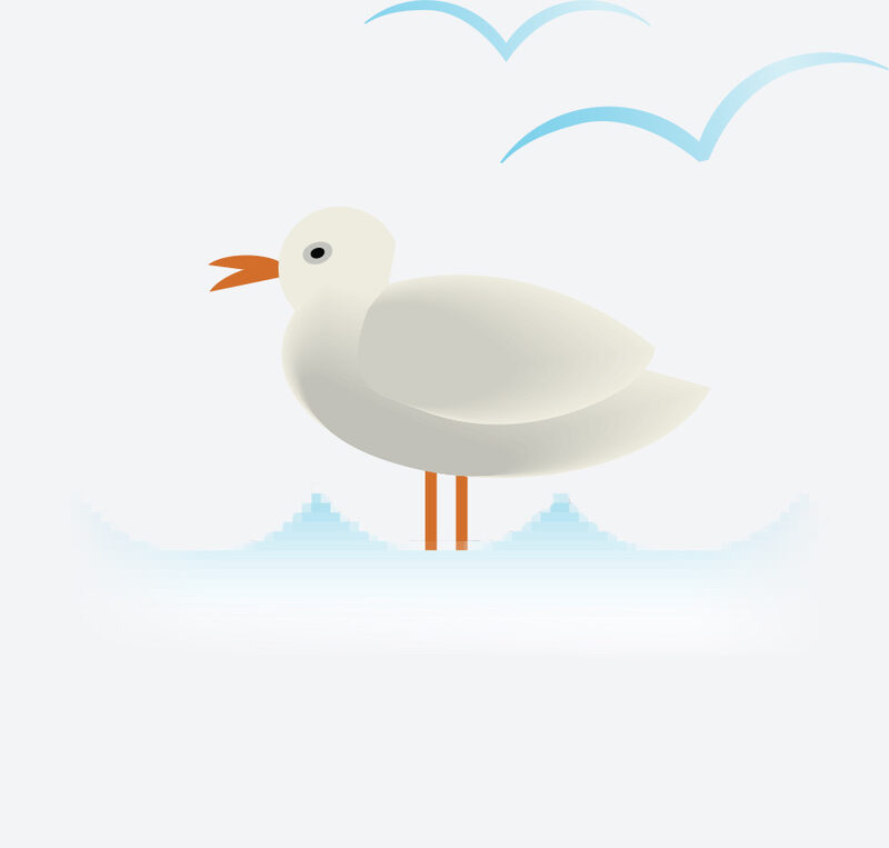 Local Seagull